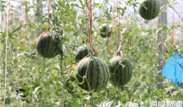 山西网红吃瓜事件视频最新